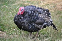 Cotswold Farm Park