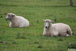 Cotswold Farm Park