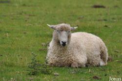 Mouton Cotswold Sheep
