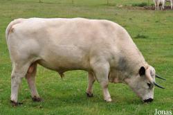 Vache White Park