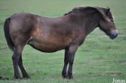 Cotswold Farm Park