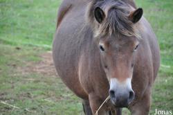 Cotswold Farm Park