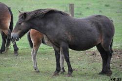 Cotswold Farm Park