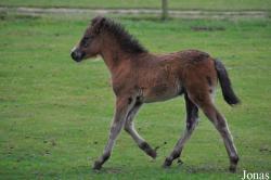 Cotswold Farm Park