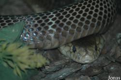 Chengdu Zoo
