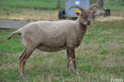 Cotswold Farm Park