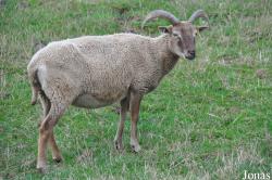 Cotswold Farm Park
