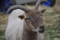 Cotswold Farm Park