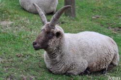 Mouton Manx Loaghtan