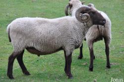 Cotswold Farm Park