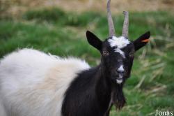 Cotswold Farm Park