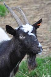 Cotswold Farm Park