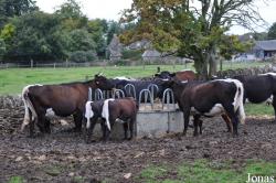 Vache Gloucester