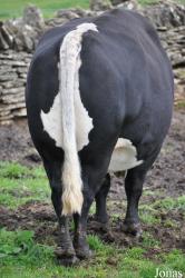 Cotswold Farm Park