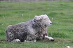 Cotswold Farm Park