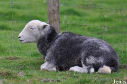 Mouton Herdwick