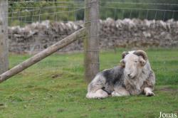 Cotswold Farm Park
