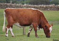 Vache Irish Moiled