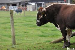 Cotswold Farm Park