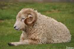 Cotswold Farm Park