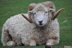Mouton Whiteface Dartmoor
