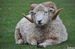 Cotswold Farm Park