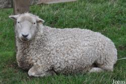 Cotswold Farm Park