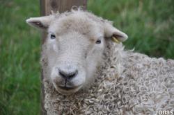 Cotswold Farm Park