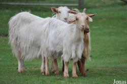 Chèvre Golden Guernsey