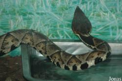 Chengdu Zoo