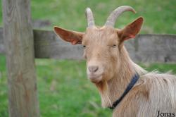 Cotswold Farm Park