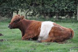 Cotswold Farm Park