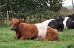 Cotswold Farm Park