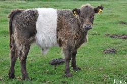 Cotswold Farm Park