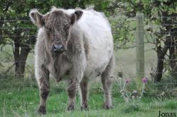 Cotswold Farm Park