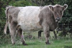 Cotswold Farm Park