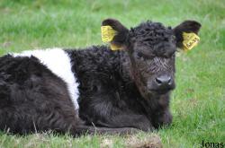 Cotswold Farm Park