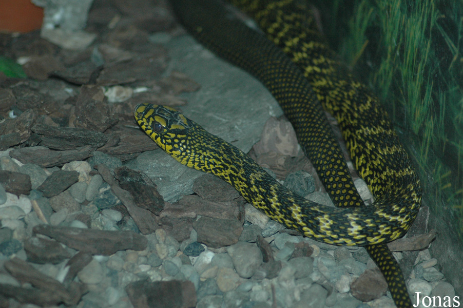 Chengdu Zoo