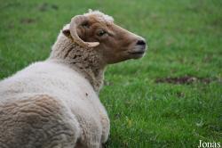 Mouton Portland