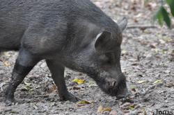Sus moupinensis