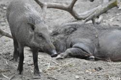 Sus scrofa vittatus