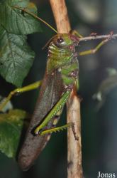 Tropidacris violaceus