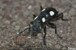 Anthia sexguttata