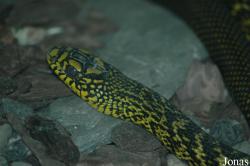 Chengdu Zoo