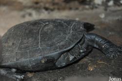 Siebenrockiella crassicollis