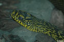 Chengdu Zoo