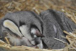 Petaurus breviceps ariel