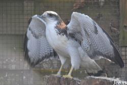 Geranoaetus polyosoma
