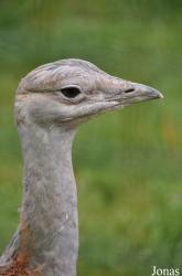 Hawk Conservancy Trust