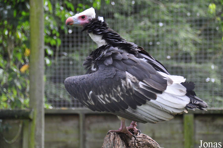 Hawk Conservancy Trust